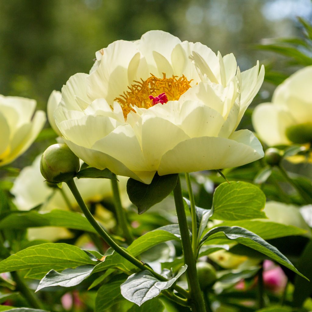 Peonia erbacea Lemon Chiffon