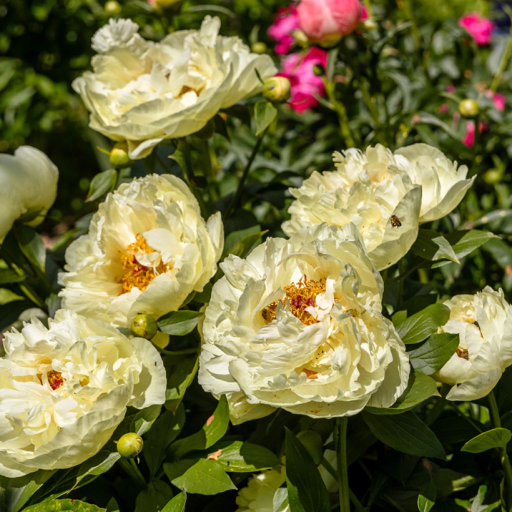 Peonia erbacea Lemon Chiffon