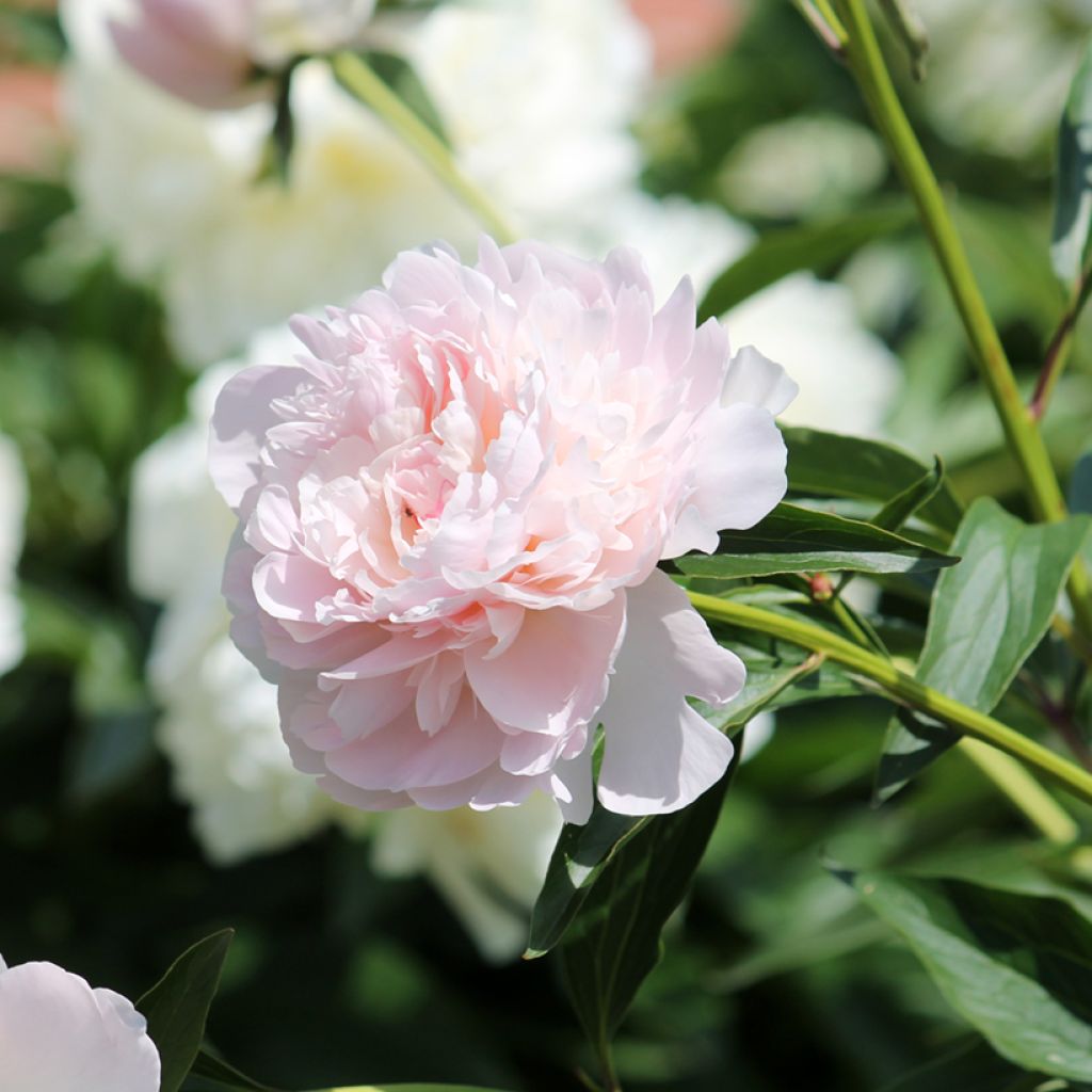 Peonia erbacea Madame Calot