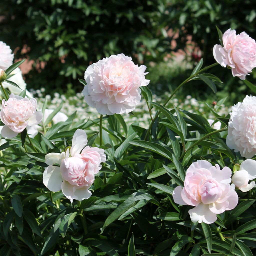 Peonia erbacea Madame Calot