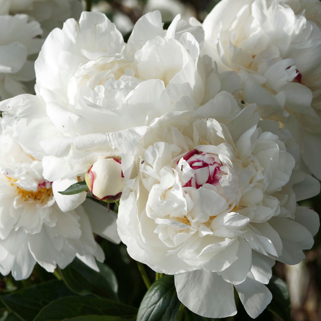 Peonia erbacea Marie lemoine