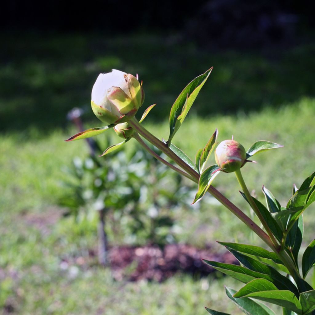 Peonia erbacea Mother's Choice