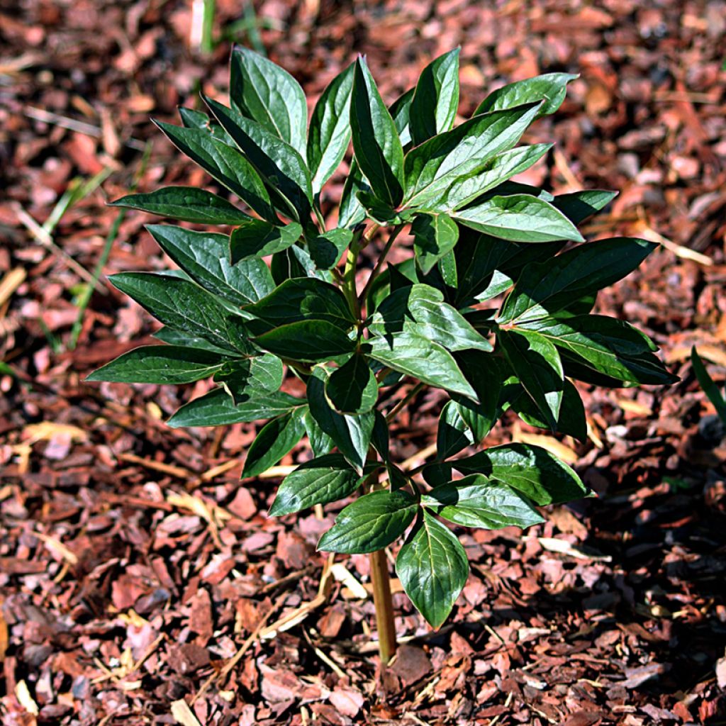 Peonia erbacea Mother's Choice