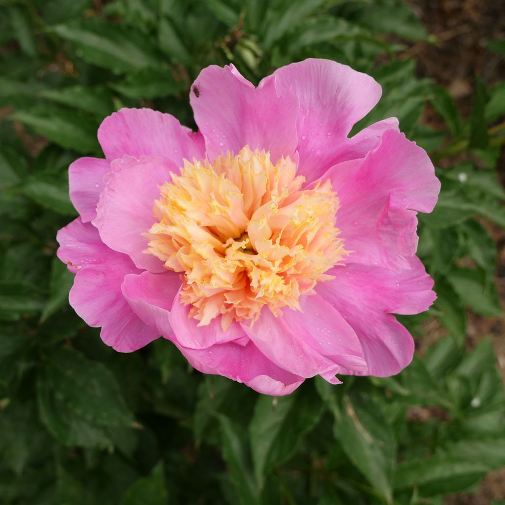 Pivoine lactiflora Mr G.F. Hemerik