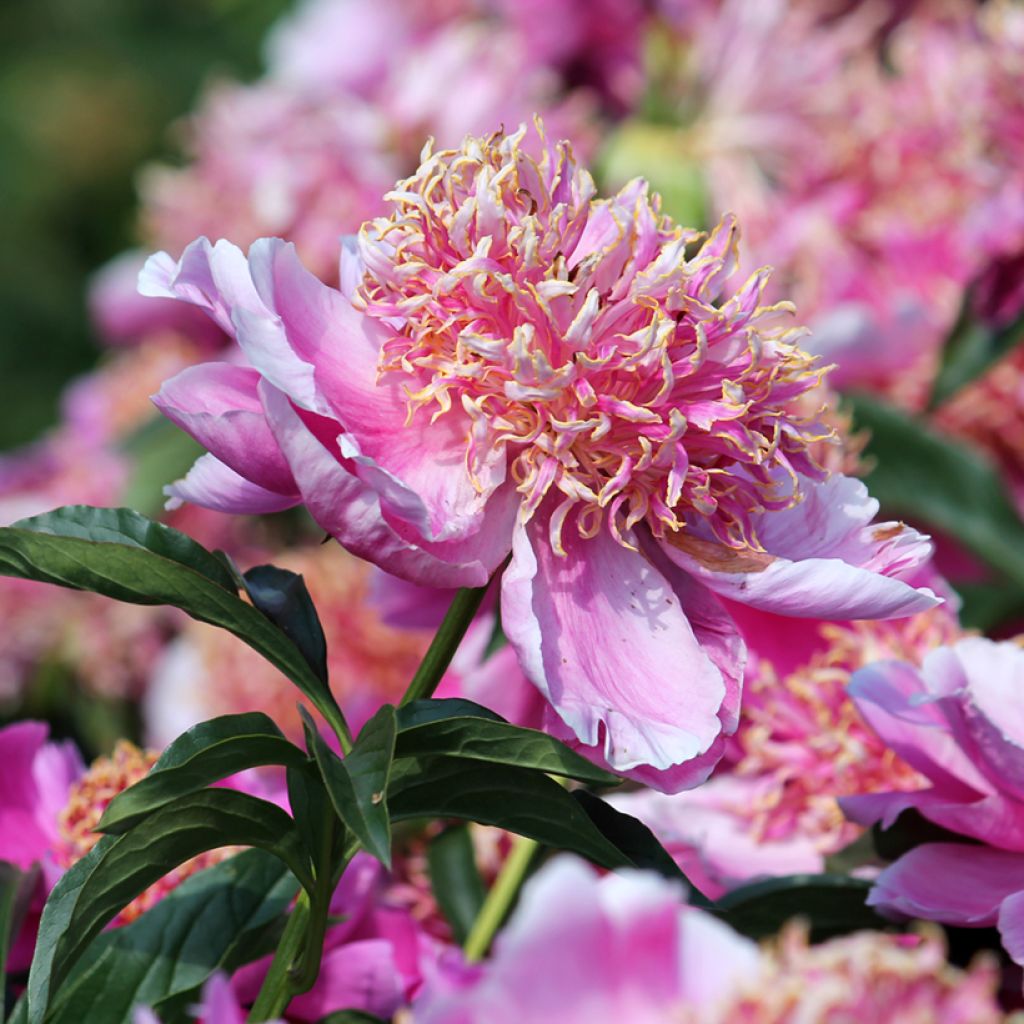 Peonia erbacea Neon