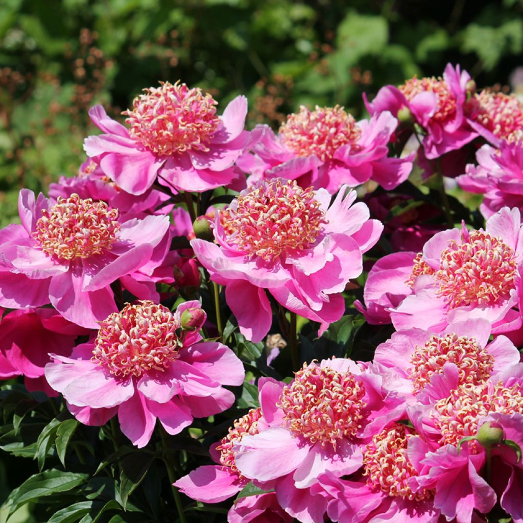 Peonia erbacea Neon