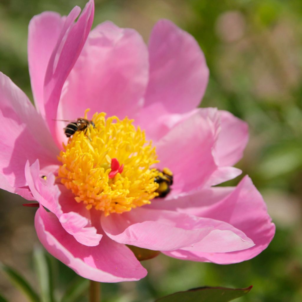 Peonia erbacea Nymphe