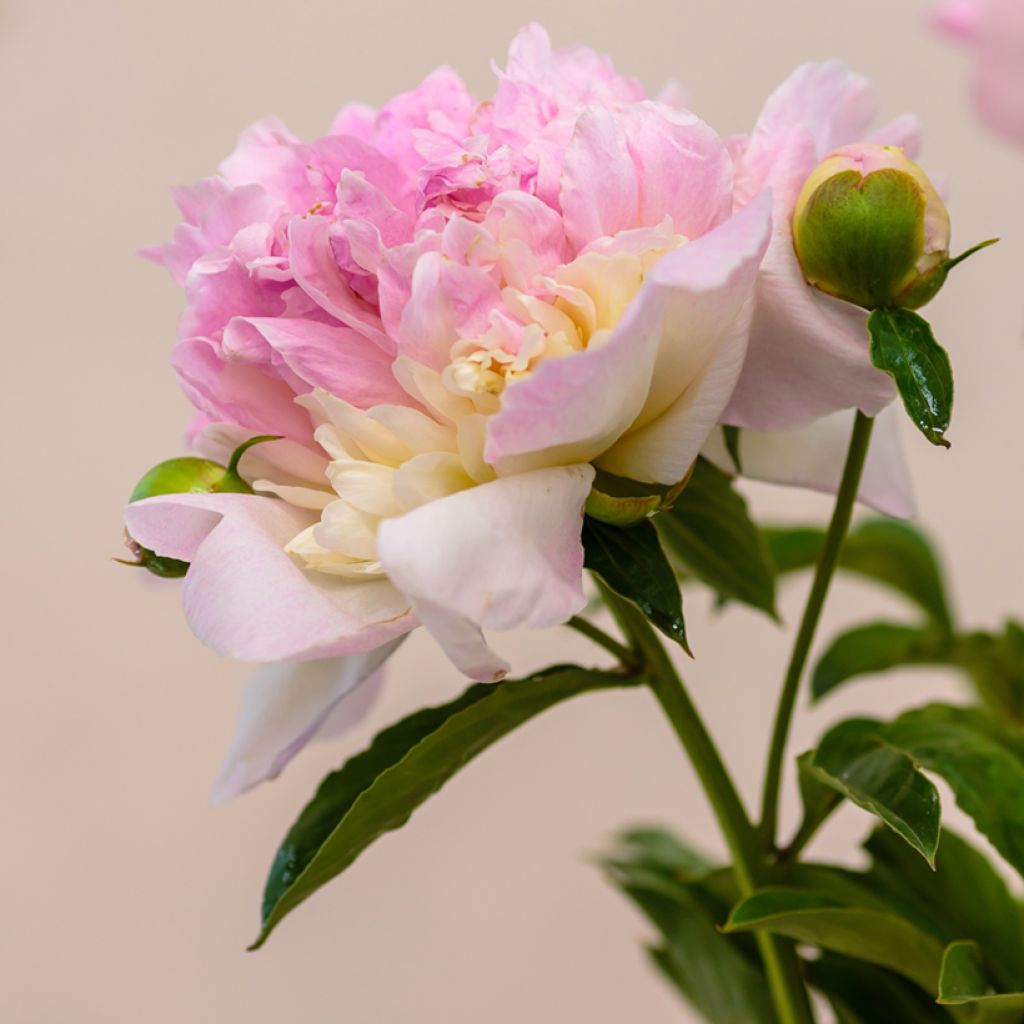 Peonia erbacea Raspberry Sunday