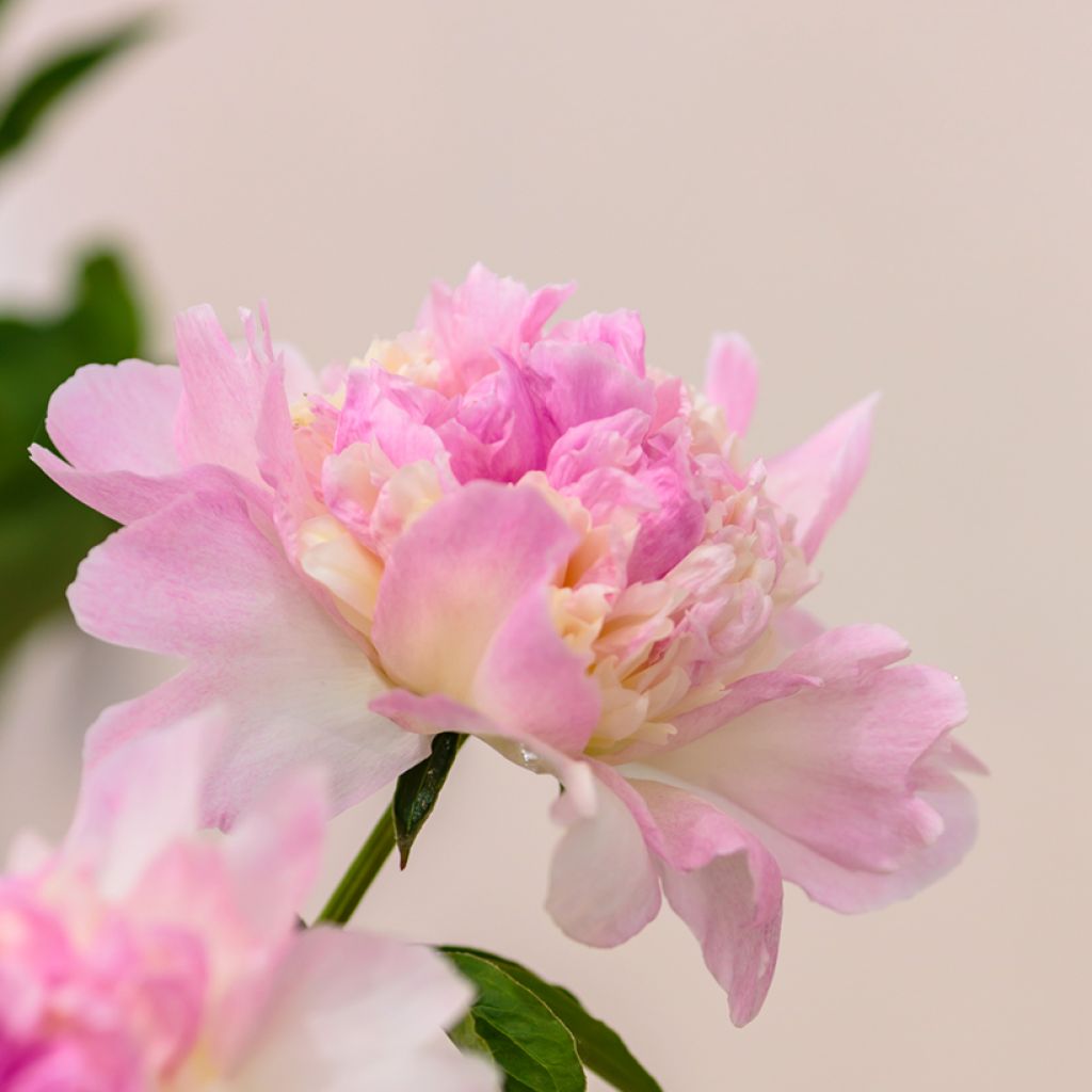 Peonia erbacea Raspberry Sunday