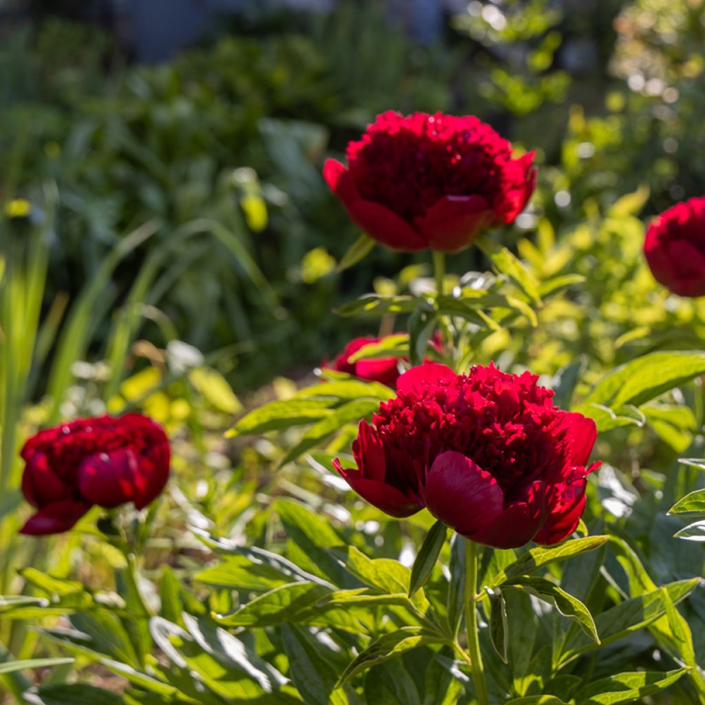 Peonia erbacea Red Charm