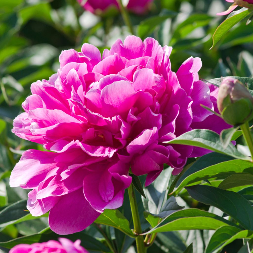 Peonia erbacea Sarah Bernhardt