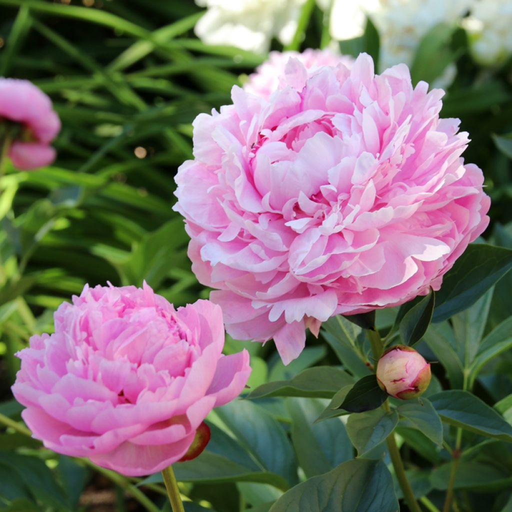 Peonia erbacea Sarah Bernhardt