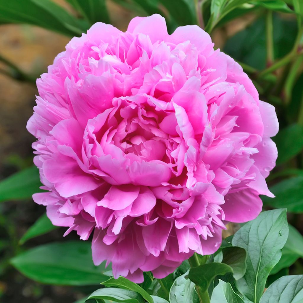 Peonia erbacea Sarah Bernhardt