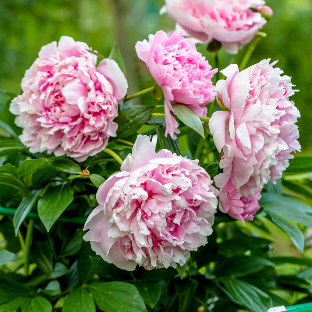 Peonia erbacea Sarah Bernhardt