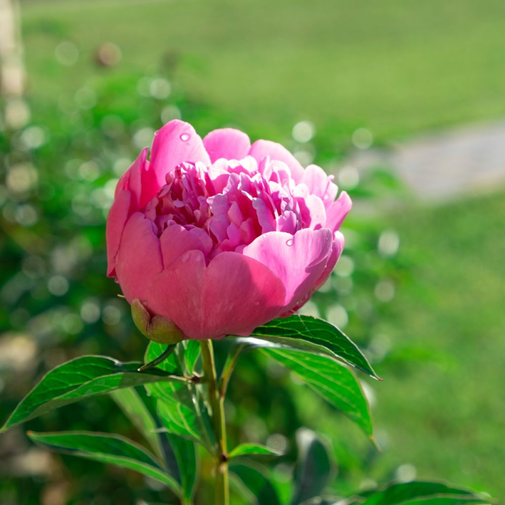 Peonia erbacea Sarah Bernhardt