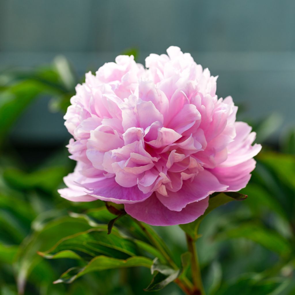 Peonia erbacea Sarah Bernhardt