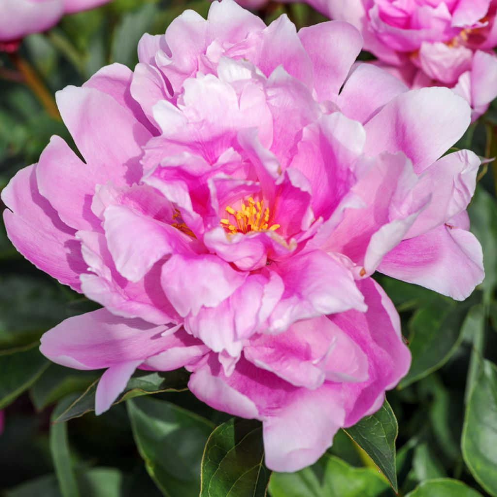 Peonia erbacea Sea Shell