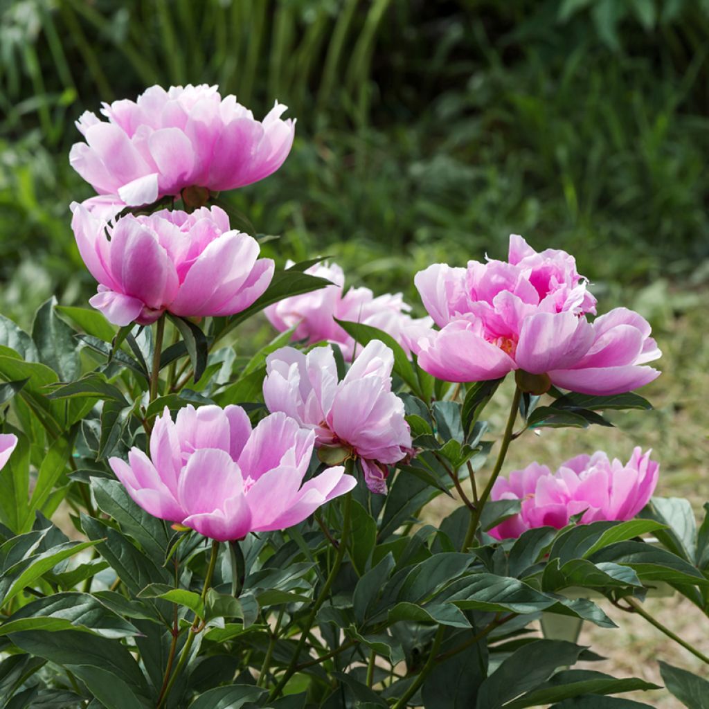 Peonia erbacea Sea Shell