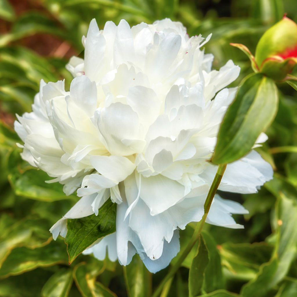 Peonia erbacea Temple