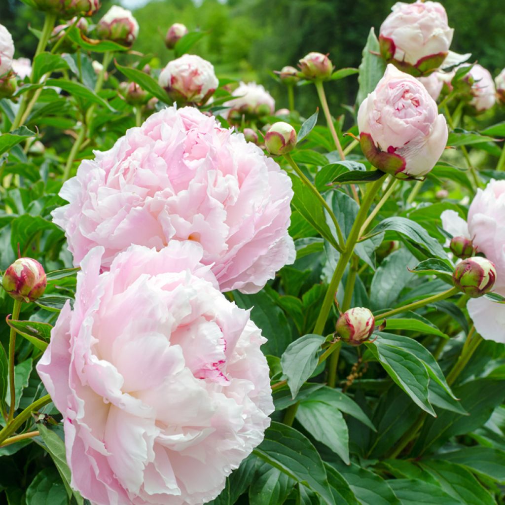 Peonia erbacea Temple