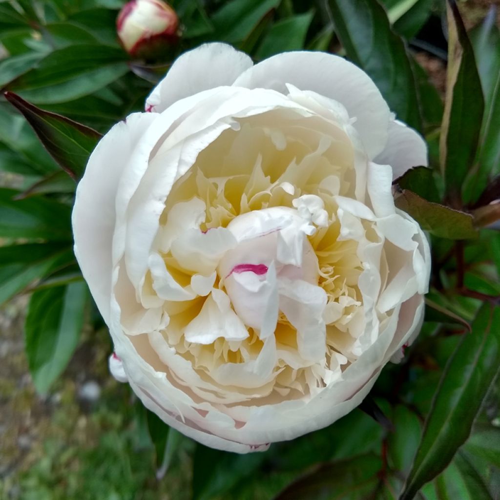 Peonia erbacea Temple