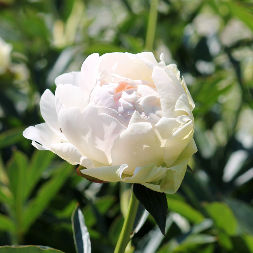 Peonia erbacea Solange