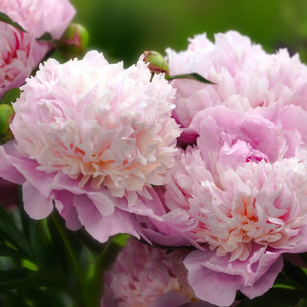 Peonia erbacea Sorbet