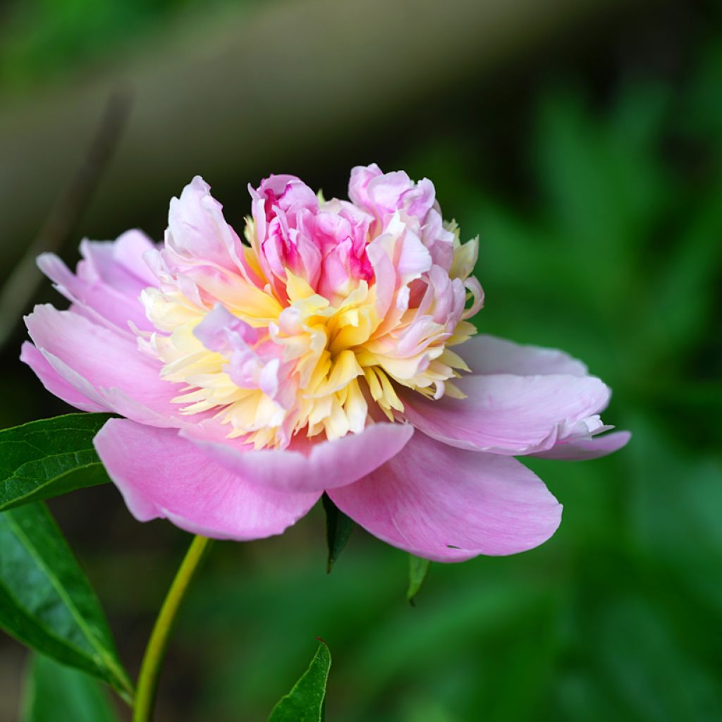 Peonia erbacea Sorbet