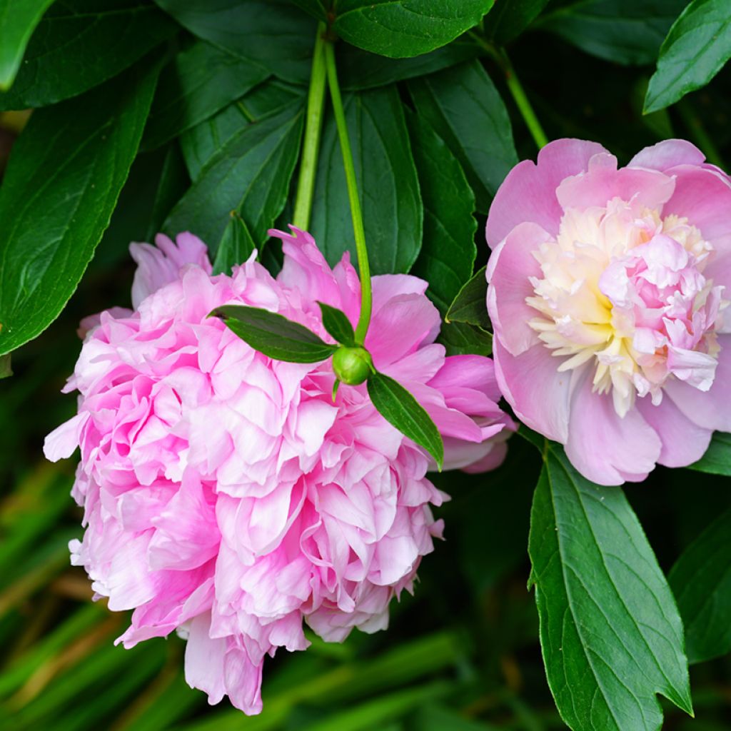 Peonia erbacea Sorbet