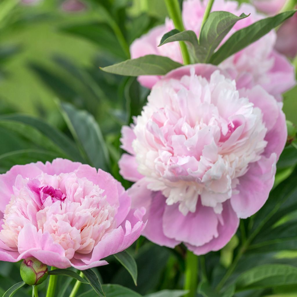 Peonia erbacea Sorbet