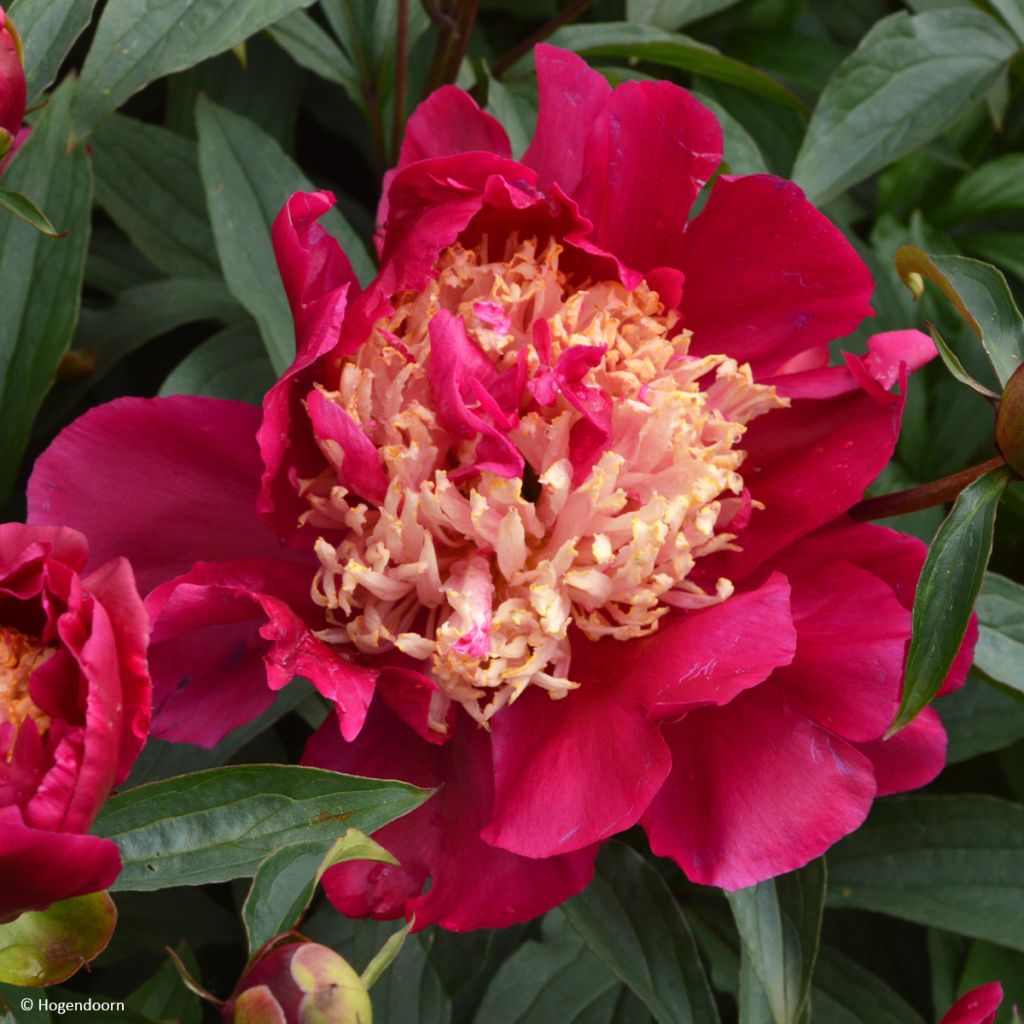 Peonia erbacea Tom Cat