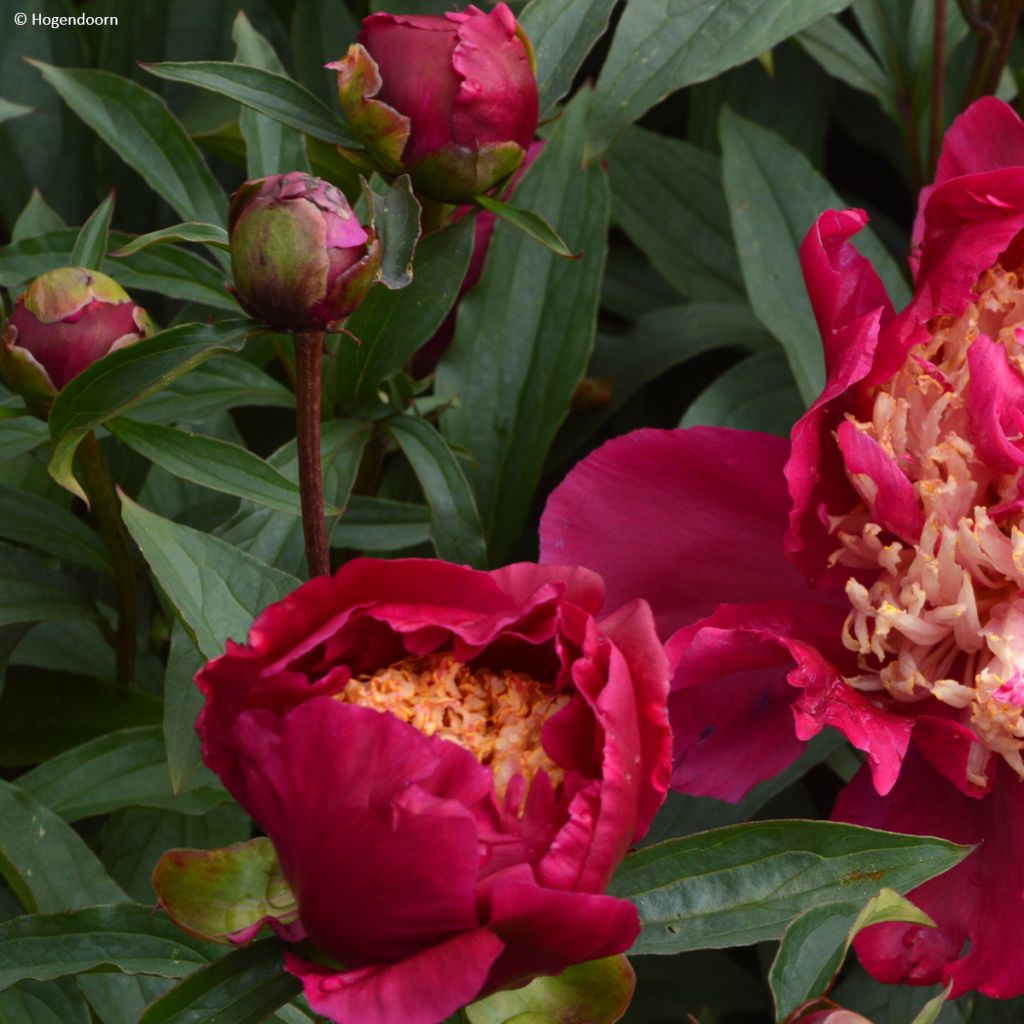 Peonia erbacea Tom Cat