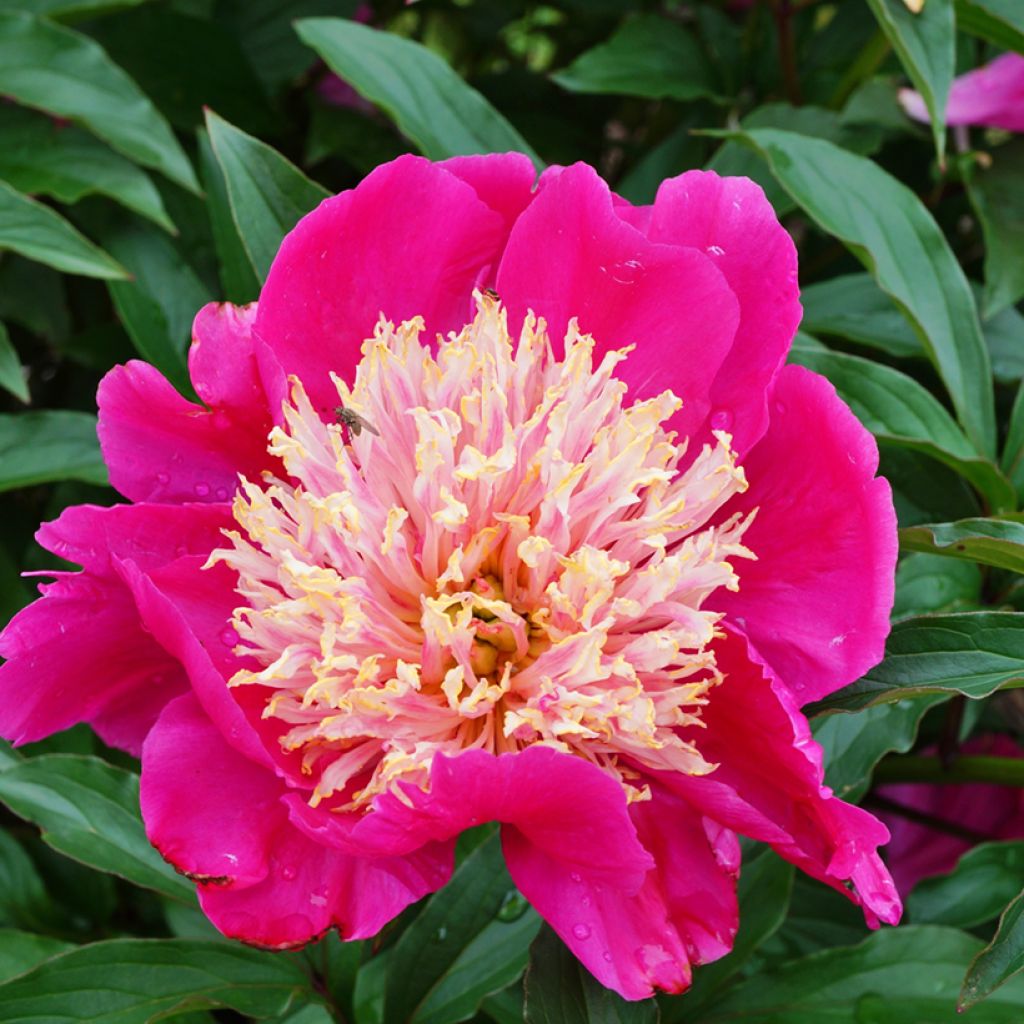 Peonia erbacea Tom Cat