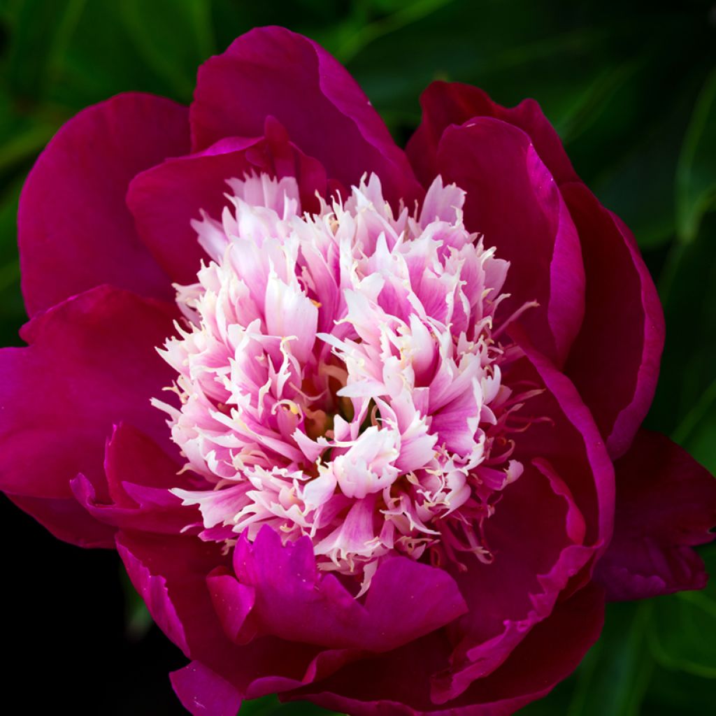 Peonia erbacea Tom Cat