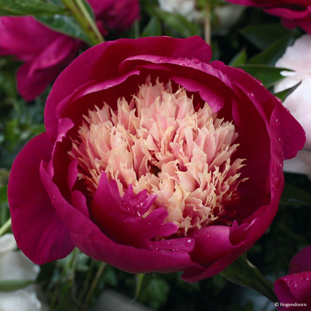 Peonia erbacea White Cap