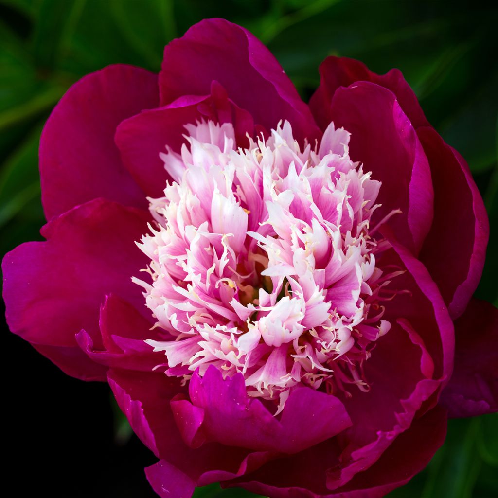 Peonia erbacea White Cap