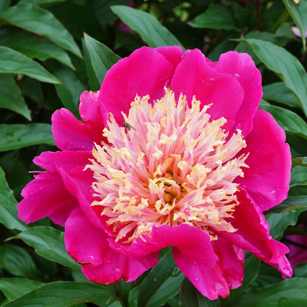 Peonia erbacea White Cap