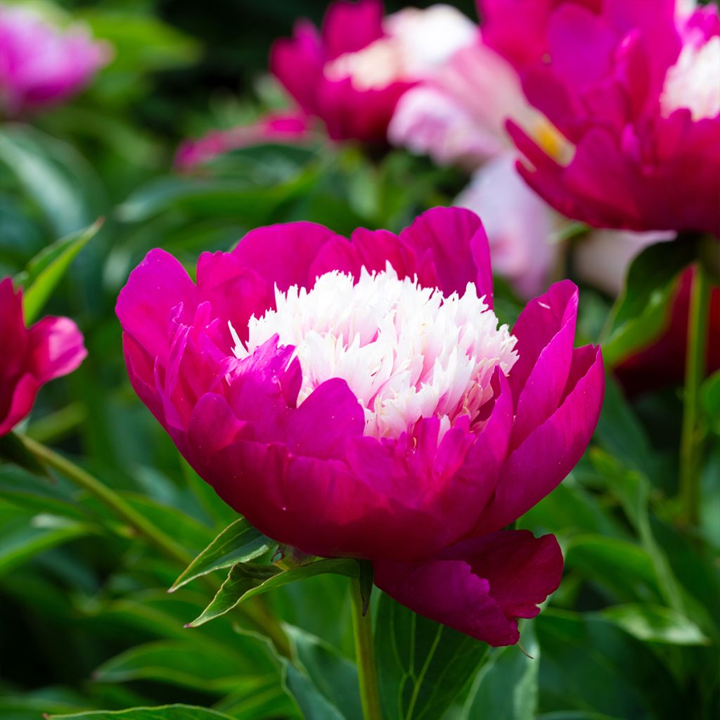 Peonia erbacea White Cap