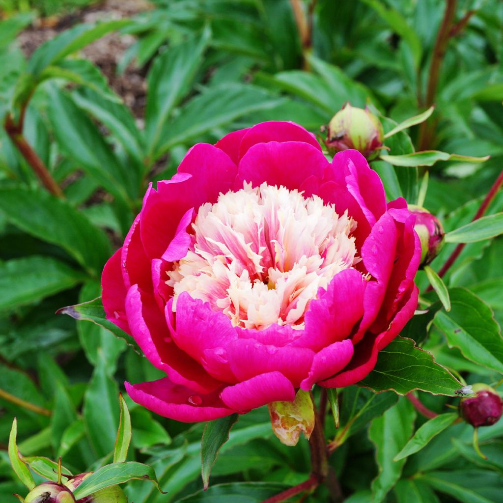 Peonia erbacea White Cap