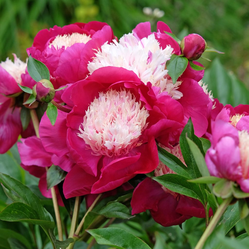 Peonia erbacea White Cap