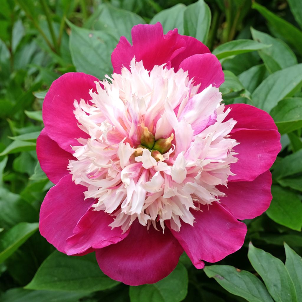 Peonia erbacea White Cap