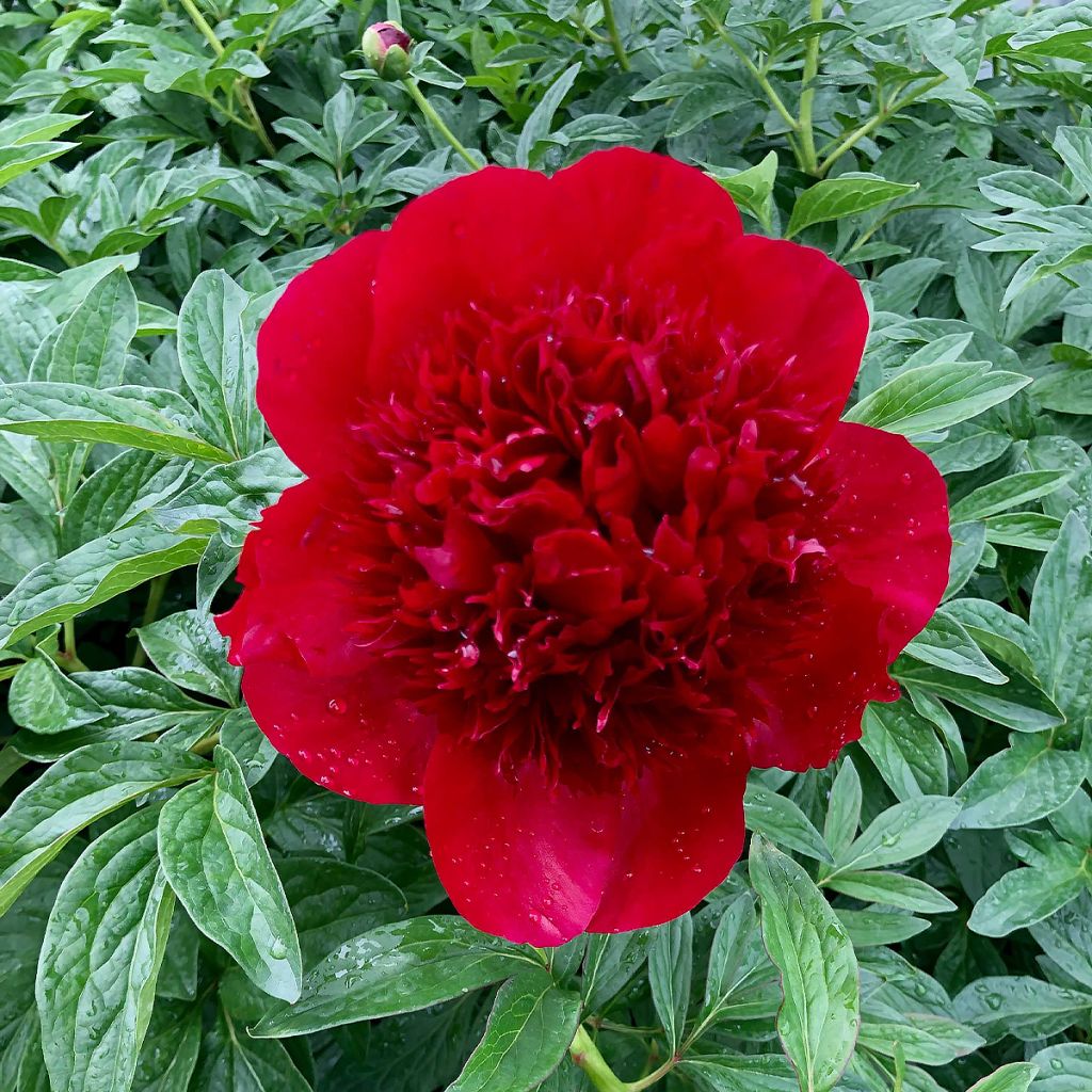 Peonia erbacea Red Charm