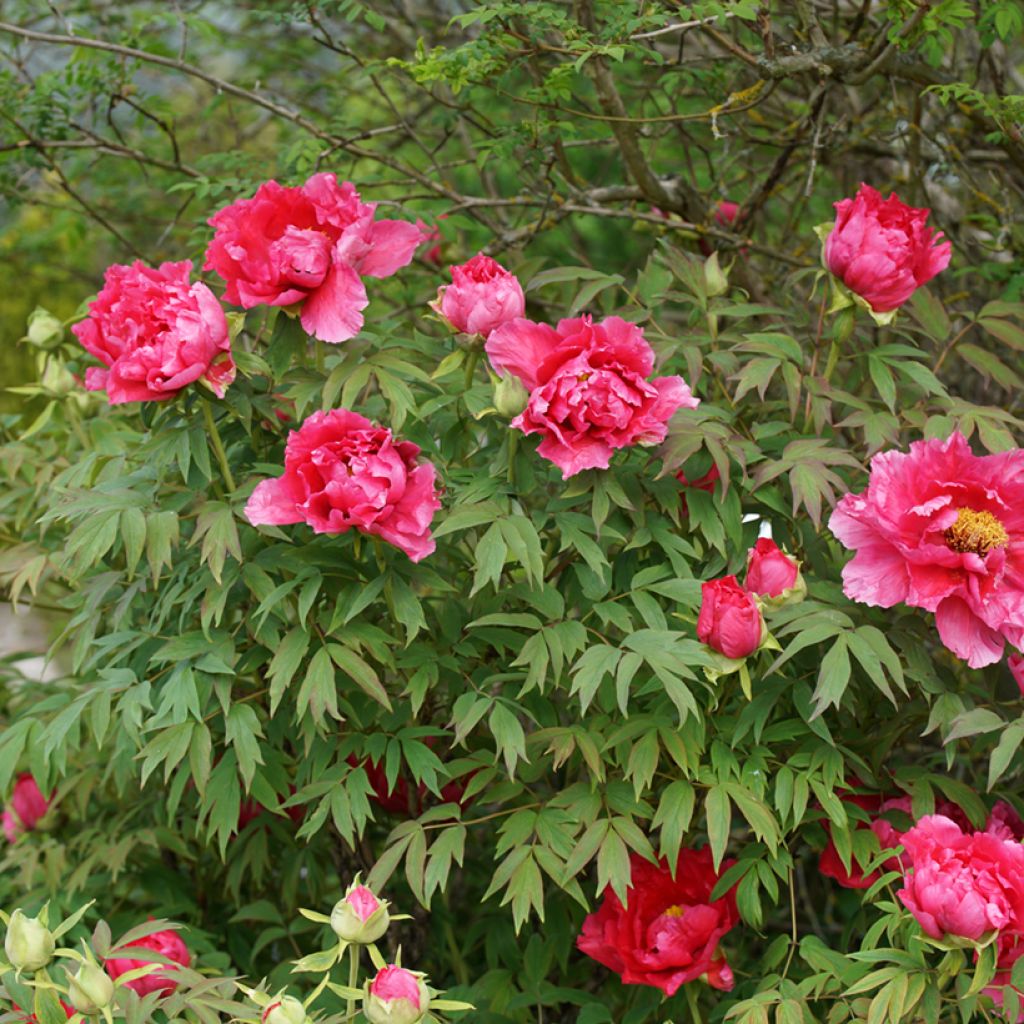 Paeonia officinalis Rubra Plena