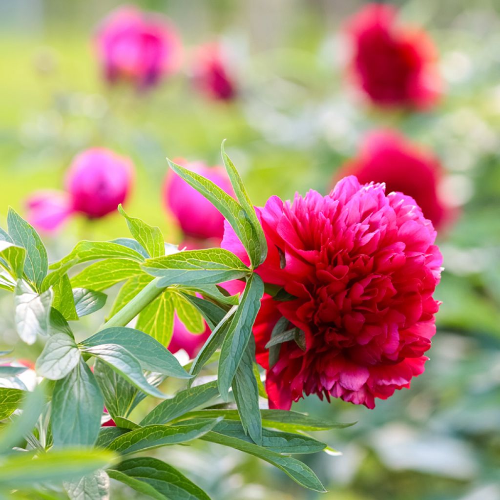 Paeonia officinalis Rubra Plena