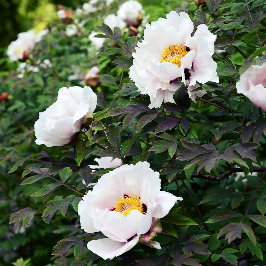 Peonia arborea Lilac