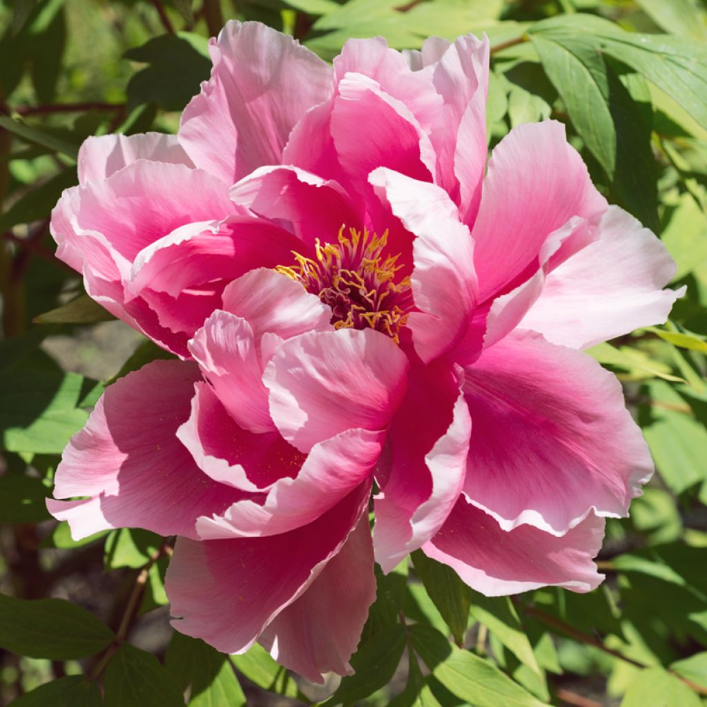 Peonia arborea Rosa