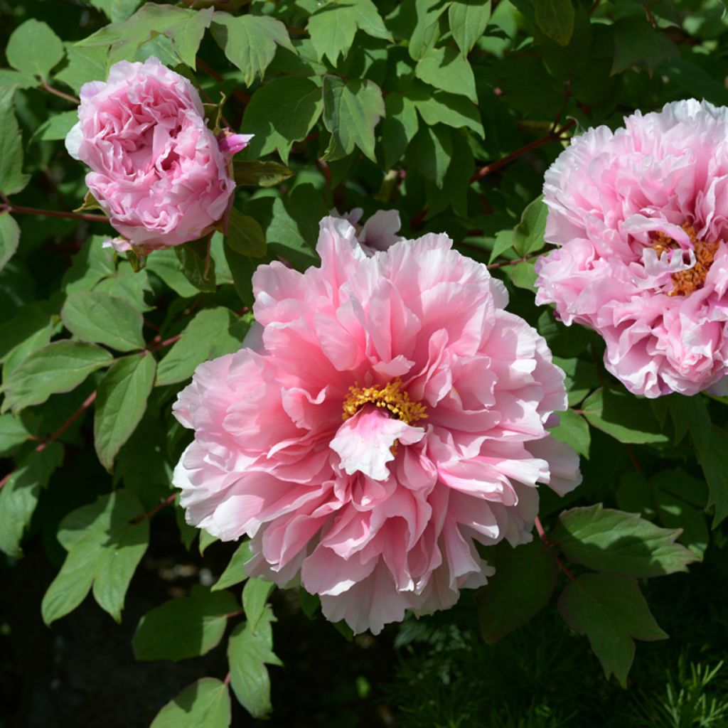 Peonia arborea Rosa