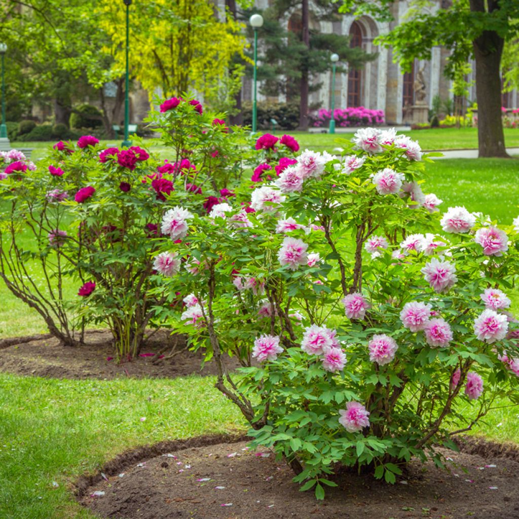 Peonia arborea Rosa