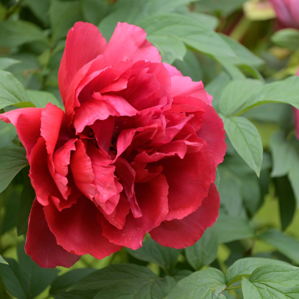 Peonia arborea Rossa