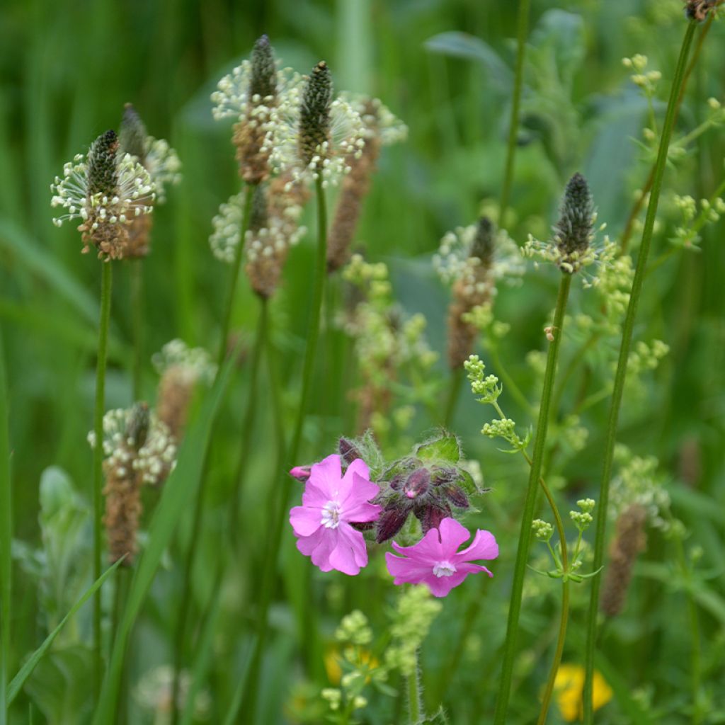 Plantago lanceolata Bio - Piantaggine